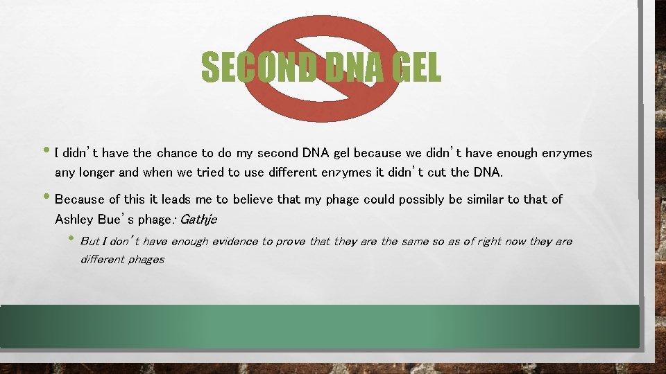 SECOND DNA GEL • I didn’t have the chance to do my second DNA