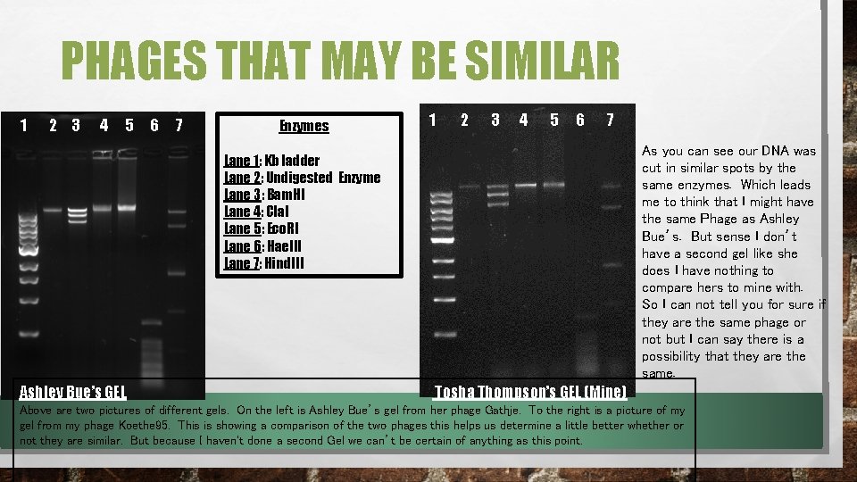 PHAGES THAT MAY BE SIMILAR 1 2 3 4 5 6 7 Enzymes 1