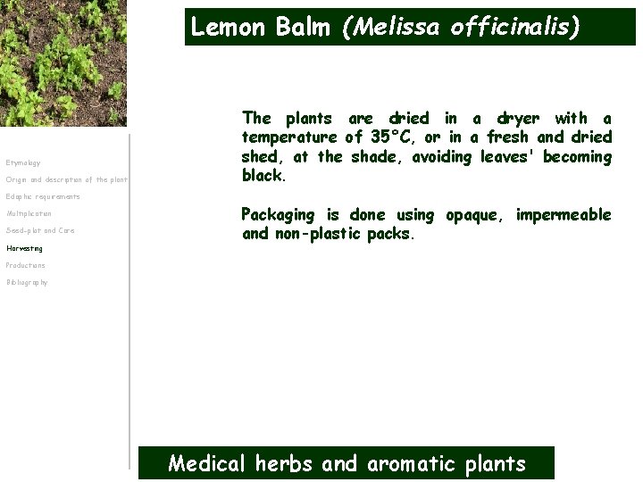 Lemon Balm (Melissa officinalis) Etymology Origin and description of the plant The plants are