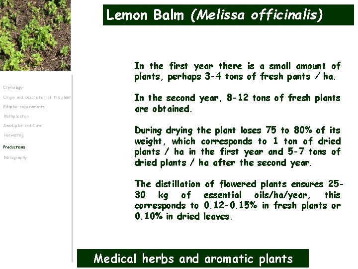 Lemon Balm (Melissa officinalis) In the first year there is a small amount of