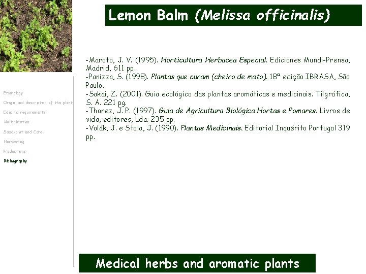 Lemon Balm (Melissa officinalis) Etymology Origin and description of the plant Edaphic requirements Multiplication