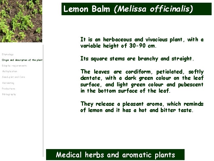 Lemon Balm (Melissa officinalis) It is an herbaceous and vivacious plant, with a variable