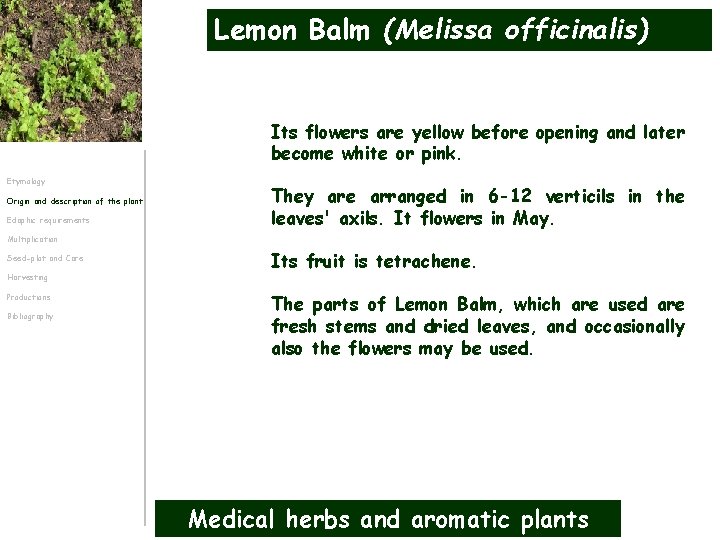 Lemon Balm (Melissa officinalis) Its flowers are yellow before opening and later become white