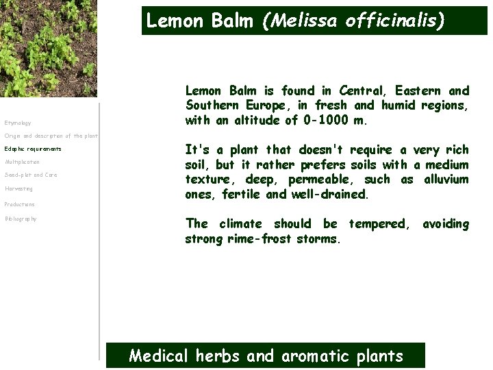 Lemon Balm (Melissa officinalis) Etymology Lemon Balm is found in Central, Eastern and Southern
