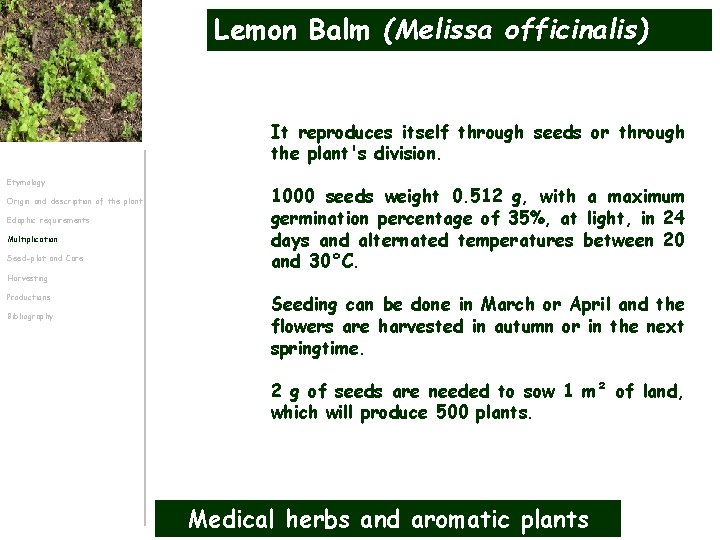 Lemon Balm (Melissa officinalis) It reproduces itself through seeds or through the plant's division.