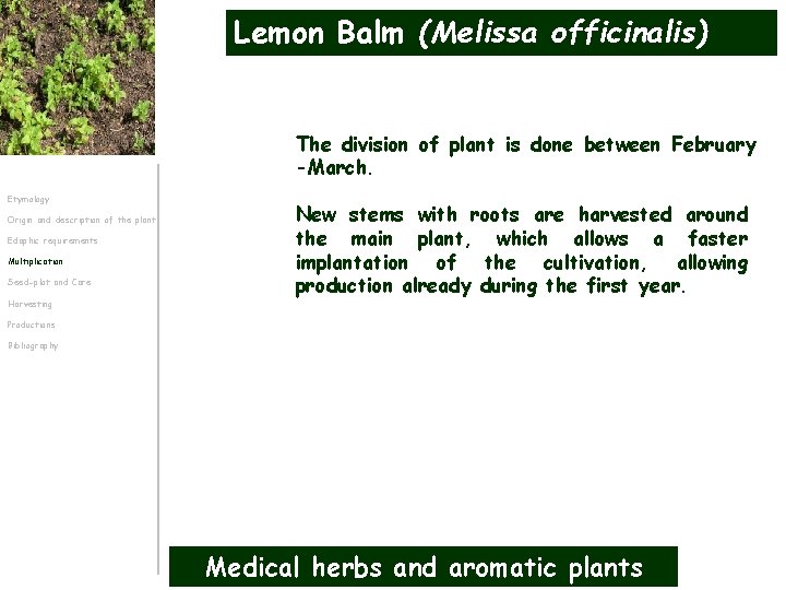 Lemon Balm (Melissa officinalis) The division of plant is done between February -March. Etymology