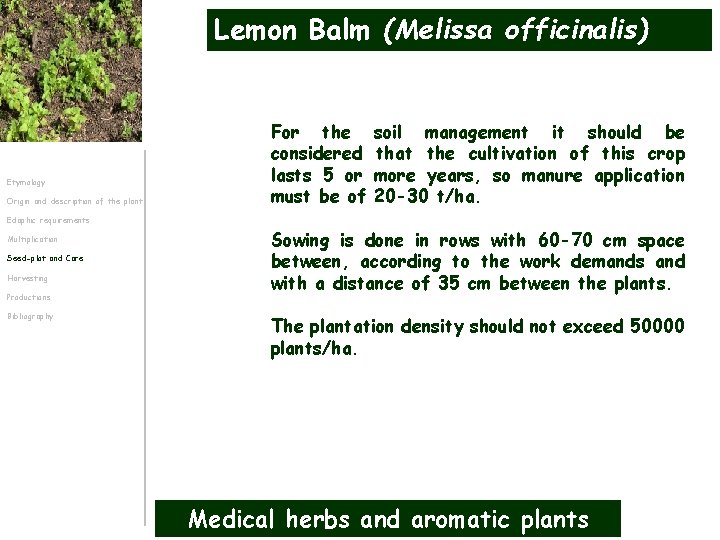 Lemon Balm (Melissa officinalis) Etymology Origin and description of the plant For the considered