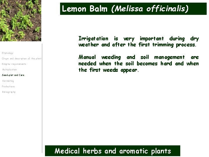 Lemon Balm (Melissa officinalis) Irrigatation is very important during dry weather and after the