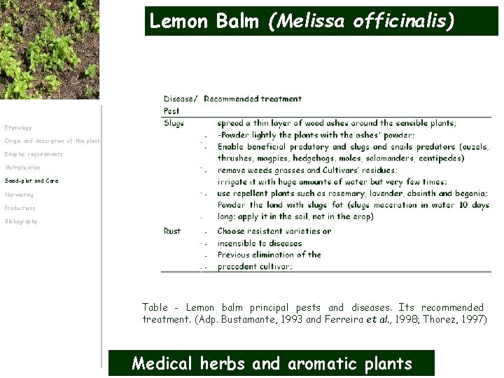 Lemon Balm (Melissa officinalis) Etymology Origin and description of the plant Edaphic requirements Multiplication