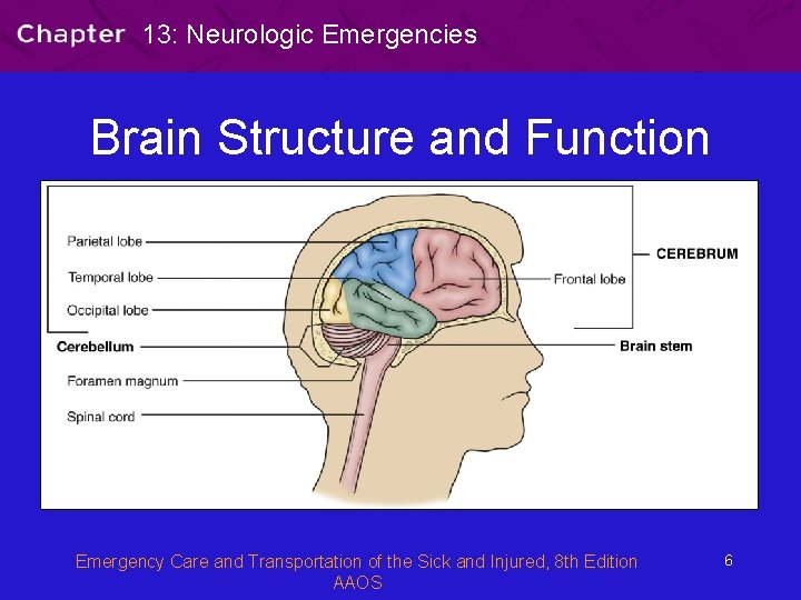 13: Neurologic Emergencies Brain Structure and Function Emergency Care and Transportation of the Sick