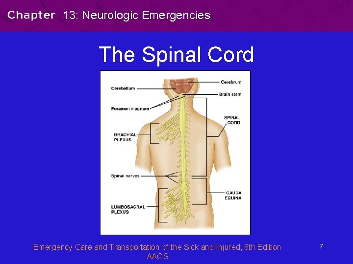 13: Neurologic Emergencies The Spinal Cord Emergency Care and Transportation of the Sick and