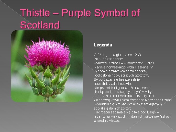 Thistle – Purple Symbol of Scotland Legenda Otóż, legenda głosi, że w 1263 roku