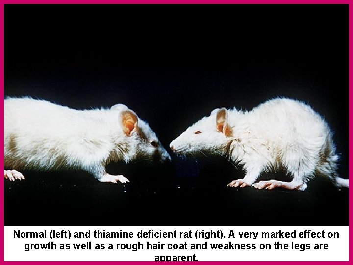 Normal (left) and thiamine deficient rat (right). A very marked effect on growth as