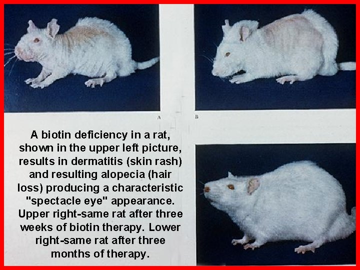 A biotin deficiency in a rat, shown in the upper left picture, results in