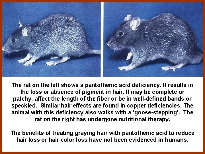 The rat on the left shows a pantothenic acid deficiency. It results in the