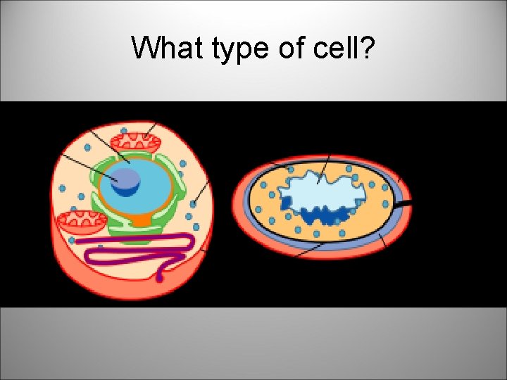 What type of cell? 