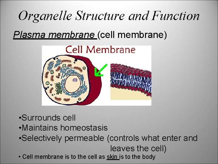 Organelle Structure and Function Plasma membrane (cell membrane) • Surrounds cell • Maintains homeostasis