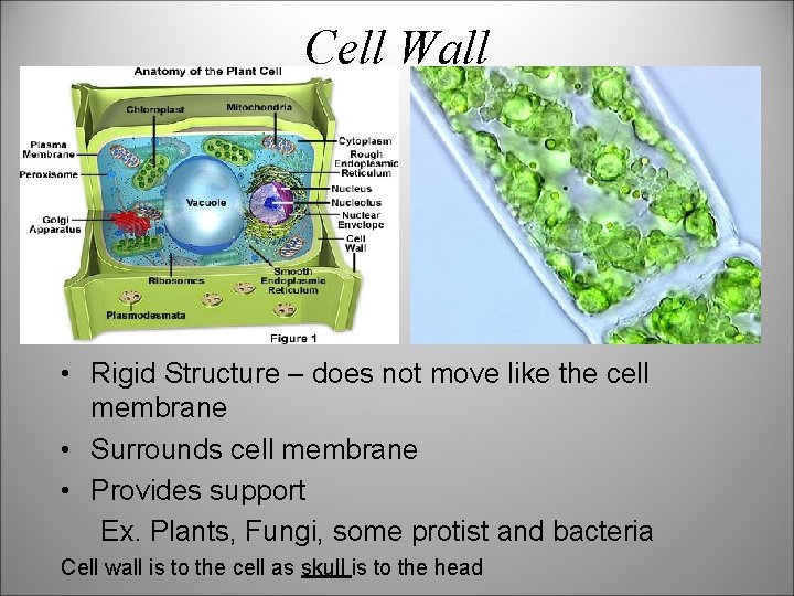 Cell Wall • Rigid Structure – does not move like the cell membrane •