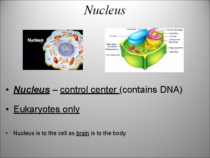 Nucleus • Nucleus – control center (contains DNA) • Eukaryotes only • Nucleus is