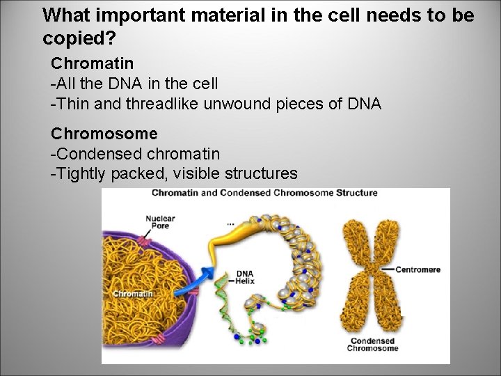 What important material in the cell needs to be copied? Chromatin -All the DNA