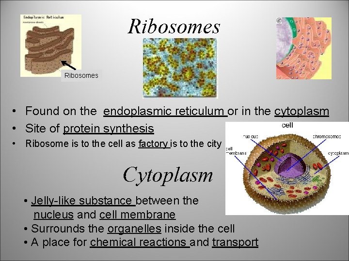 Ribosomes • Found on the endoplasmic reticulum or in the cytoplasm • Site of