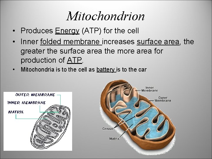 Mitochondrion • Produces Energy (ATP) for the cell • Inner folded membrane increases surface