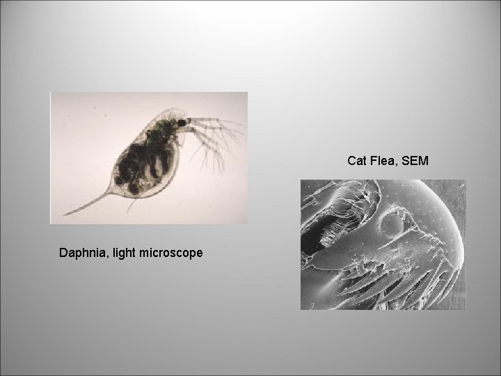 Cat Flea, SEM Daphnia, light microscope 