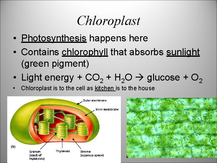 Chloroplast • Photosynthesis happens here • Contains chlorophyll that absorbs sunlight (green pigment) •