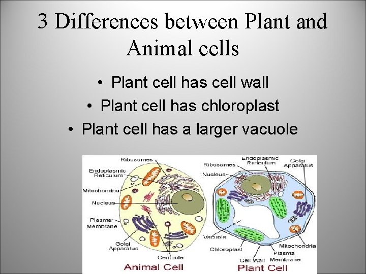 3 Differences between Plant and Animal cells • Plant cell has cell wall •