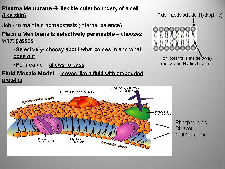 Plasma Membrane flexible outer boundary of a cell (like skin) Polar heads outside (Hydrophilic)