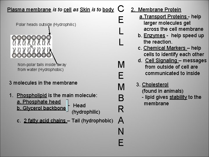 Plasma membrane is to cell as Skin is to body Polar heads outside (Hydrophilic)