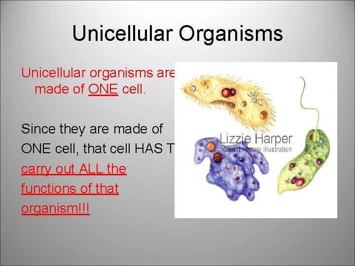 Unicellular Organisms Unicellular organisms are made of ONE cell. Since they are made of