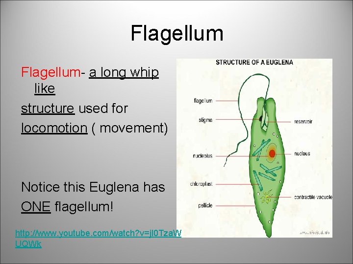 Flagellum- a long whip like structure used for locomotion ( movement) Notice this Euglena