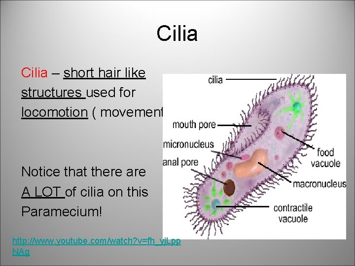 Cilia – short hair like structures used for locomotion ( movement) Notice that there