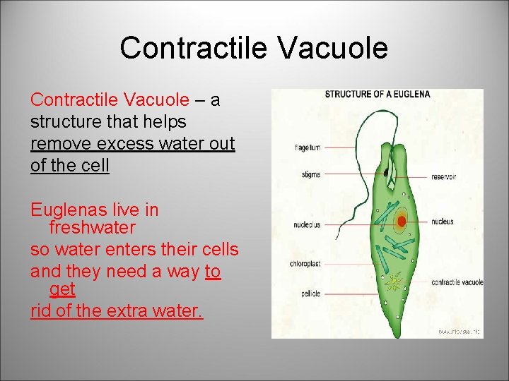 Contractile Vacuole – a structure that helps remove excess water out of the cell