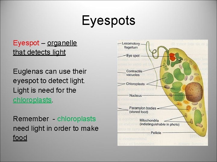 Eyespots Eyespot – organelle that detects light Euglenas can use their eyespot to detect