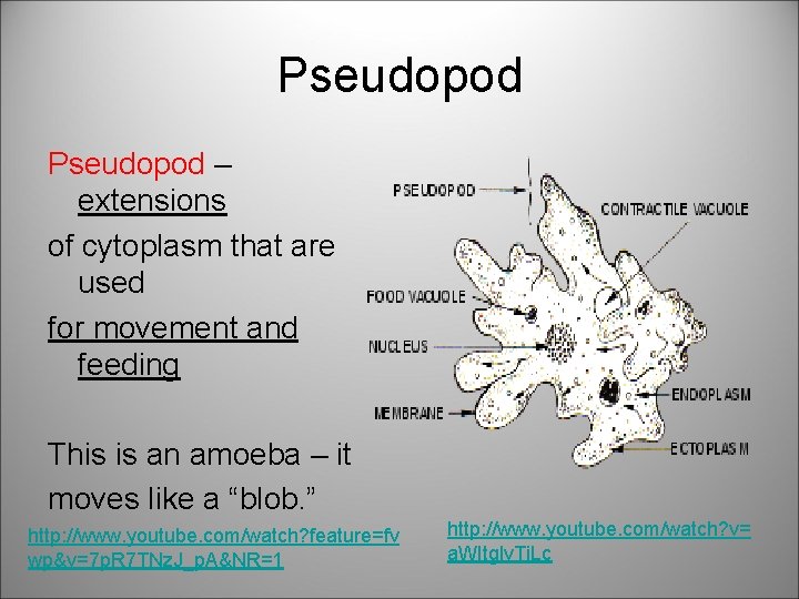 Pseudopod – extensions of cytoplasm that are used for movement and feeding This is