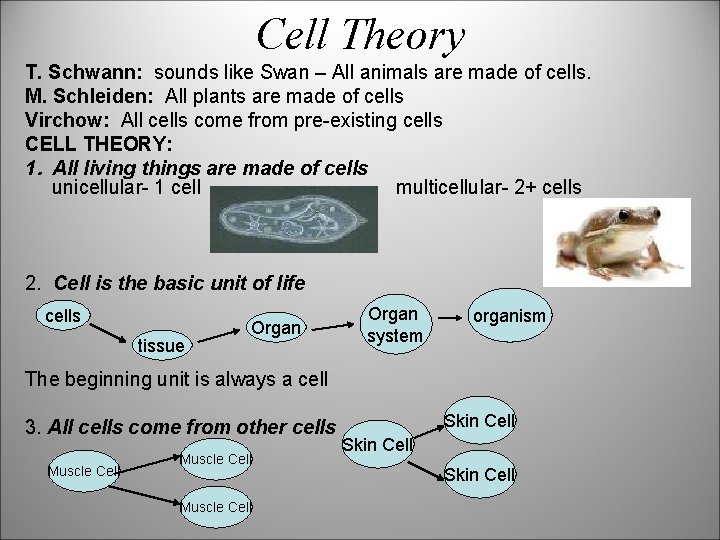 Cell Theory T. Schwann: sounds like Swan – All animals are made of cells.