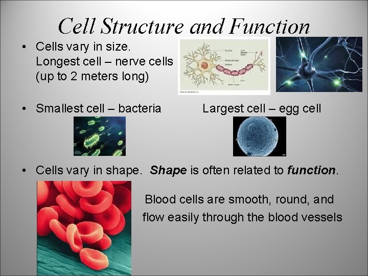 Cell Structure and Function • Cells vary in size. Longest cell – nerve cells