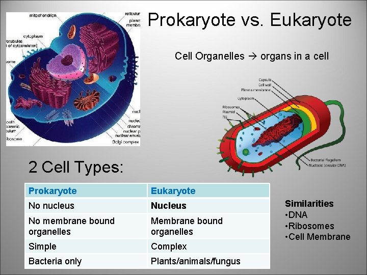 Prokaryote vs. Eukaryote Cell Organelles organs in a cell 2 Cell Types: Prokaryote Eukaryote
