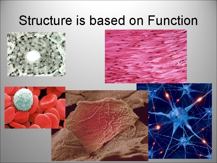 Structure is based on Function 