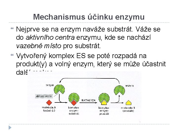 Mechanismus účinku enzymu Nejprve se na enzym naváže substrát. Váže se do aktivního centra