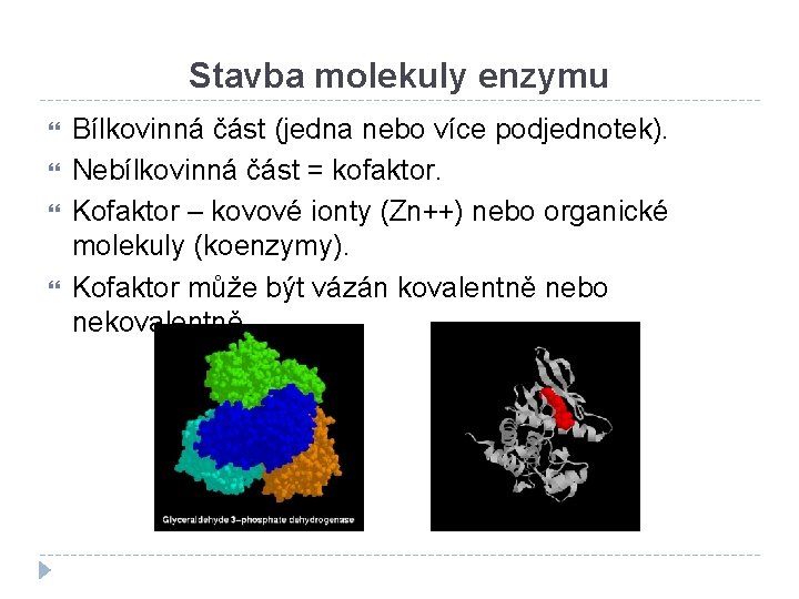 Stavba molekuly enzymu Bílkovinná část (jedna nebo více podjednotek). Nebílkovinná část = kofaktor. Kofaktor