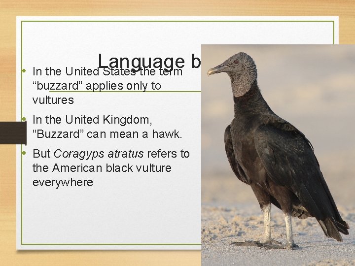  • Language barriers In the United States the term “buzzard” applies only to