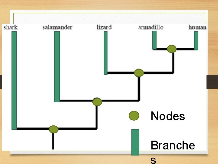 Nodes Branche 