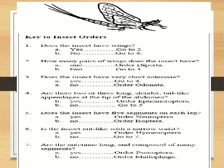 Assignment: Dichotomous key 