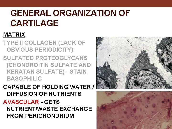 GENERAL ORGANIZATION OF CARTILAGE MATRIX TYPE II COLLAGEN (LACK OF OBVIOUS PERIODICITY) SULFATED PROTEOGLYCANS