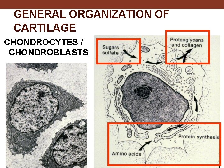 GENERAL ORGANIZATION OF CARTILAGE CHONDROCYTES / CHONDROBLASTS 