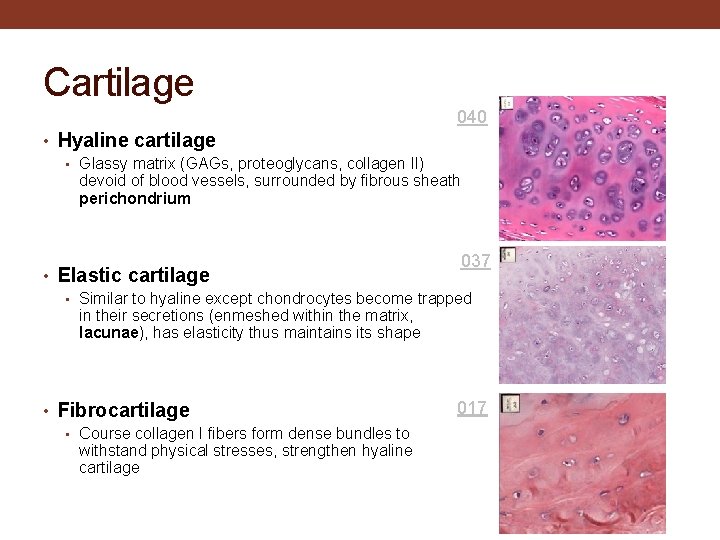 Cartilage 040 • Hyaline cartilage • Glassy matrix (GAGs, proteoglycans, collagen II) devoid of