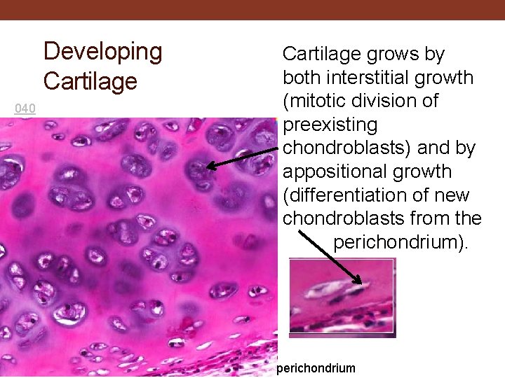 Developing Cartilage 040 Cartilage grows by both interstitial growth (mitotic division of preexisting chondroblasts)